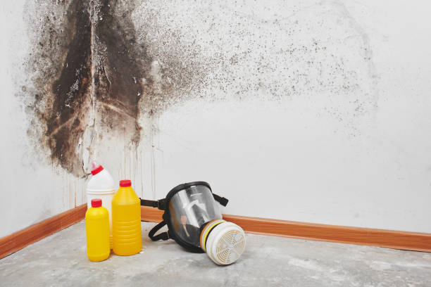 Best Attic Mold Remediation in Holbrook, NY