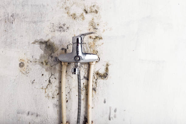 Best Bathroom Mold Remediation in Holbrook, NY