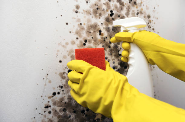 Best Basement Mold Remediation in Holbrook, NY