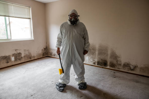 Reliable Holbrook, NY Mold Remediation Solutions